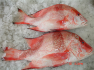 Malabar Snapper