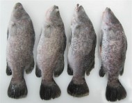 Barramundi Whole Gutted, Gilled